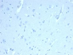 ERG Antibody (ERG/22R) - Azide and BSA Free, Novus Biologicals 100 &mu;g | Buy Online | Novus Biologicals | Fisher Scientific